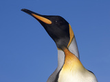 An Adult King Penguin