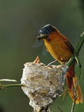 Madagascar Paradise Flycatcher (Terpsiphone Mutata) Female Feeding Chicks