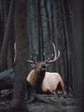 Elk or Wapiti (Cervus Elaphus) Bull Resting on Burned Forest Floor and Bugling  Yellowstone