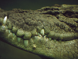Saltwater Crocodile or Estuarine Crocodile (Crocodylus Porosus) Underwater