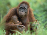Orangutan (Pongo Pygmaeus) Mother with Baby  Tanjung Puting National Park  Borneo