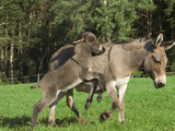 Donkey (Equus Asinus) Adult with Foal  Bavaria  Germany