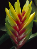 Bromeliad (Bromeliad Sp) Close-Up Detail  Atlantic Forest  Brazil