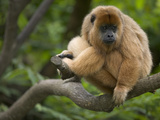 Black Howler Monkey (Alouatta Caraya) Female Resting in Tree  Native to South America