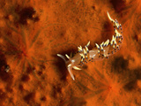 A Nudibranch on Crawling on an Orange Sponge