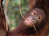 Orangutan (Pongo Pygmaeus) Juvenile  Sepilok Forest Reserve  Sabah  Borneo