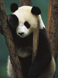 Giant Panda (Ailuropoda Melanoleuca) Endangered  of a Young Panda in a Tree