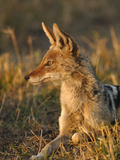 Black-Backed Jackal (Canis Mesomelas) Africa