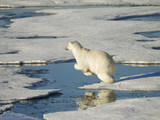 A Polar Bear Takes a Mighty Leap from One Ice Floe to Another
