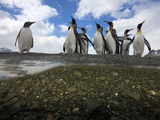 King Penguins Stand Along a Freshwater Stream