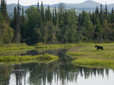 Moose (Alces Americanus) Juvenile Bull Walking in Landscape  Chena River  Alaska