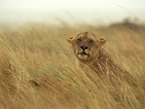African Lion (Panthera Leo) Female in Rainstorm  Masai Mara National Reserve  Kenya  Africa