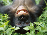 Bonobo or Pygmy Chimpanzee (Pan Paniscus) Smiling While Laying on Ground