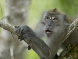 Long-Tailed or Crab-Eating Macaque (Macaca Fascicularis) in Tree  Malaysia