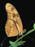 Julia Butterfly (Dryas Iulia) Hanging from Stem  Central America
