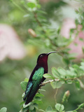 Purple-Throated Carib (Eulampis Jugularis) Hummingbird  Perching  Lesser Antilles