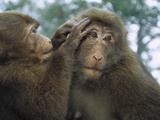 Tibetan Macaque (Macaca Thibetana) One Grooming Another  Emei Mountain  Sichuan  China