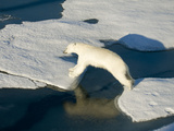 A Polar Bear Takes a Mighty Leap from One Ice Floe to Another
