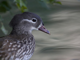 Close Up of a Female Mandarin Duck  Aix Galericulat