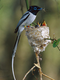 Madagascar Paradise Flycatcher (Terpsiphone Mutata) Male White Morph Feedingchicks