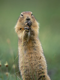 Arctic Ground Squirrel (Spermophilus Parryii) Feeding on Grasses  Alaska