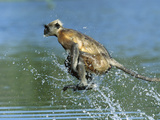 Hanuman or Grey or Common Langur (Semnopithecus Entellus) Crossing a River  India