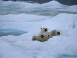 A Polar Bear Relaxing on an Ice Pack