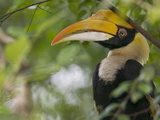 Great Hornbill (Buceros Bicornis) Adult in Tree  Native to Asia