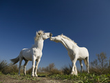 Camargue Horse (Equus Caballus) Stallions Interacting  Camargue  France