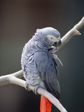 African Grey Parrot (Psittacus Erithacus) Preening  East Africa