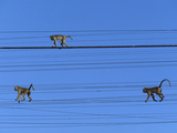 Long-Tailed or Crab-Eating Macaque (Macaca Fascicularis) Trio on Telephone Lines