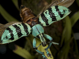 A Colorful Weevil of the Genus Eupholus  with Wings Spread
