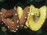 Green Tree Python (Chondropython Viridis) Two Juveniles with Yellow and Brown Coloration