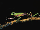 White-Lined Leaf Frog (Phyllomedusa Vaillanti) Walking Along Plant Stem  Pastaza  Ecuador