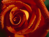 Rose (Rosaceae Sp) Close-Up of Flower with Water Droplets  Germany