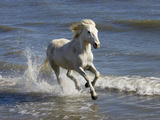 Camargue Horse (Equus Caballus) Running in Water at Beach  Camargue  France