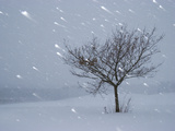 Lonely Tree in Snow  Bavaria  Germany