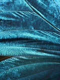 The Wings of a Blue Morpho Butterfly  Morpho Menelaus