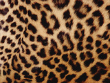 Jaguar (Panthera Onca) Fur  Close-Up of Patterned Detail  Washington Park Zoo  A354Oregon