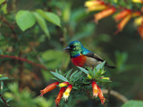 Montane Double-Collared Sunbird (Nectarinia Ludovicensis) Perching  Rwanda