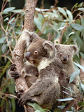 Koala (Phascolarctos Cinereus) Mother with Joey and Orphan  Eastern Forested Australia