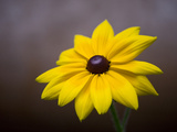 A Black Eyed Susan  Rudbeckia Hirta  Blooms in a Home Garden