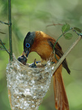 Madagascar Paradise Flycatcher (Terpsiphone Mutata) Female Feeding Chicks