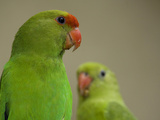 Afro-Asian Ringnecked Parakeets  Psittacula Species