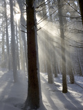 Snowy Forest in Morning Sun  Bavaria  Germany