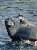 Baikal Seal (Phoca Sibirica) Resting on Rock with Flipper Raised  Zabaikalsky  Russia