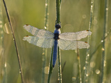 Southern Skimmer (Orthetrum Brunneum) Dragonfly Male Covered with Dew  Germany