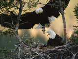 Bald Eagle (Haliaeetus Leucocephalus) Returning to Nest with Food for Chicks  Alaska