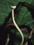 Vine Snake  La Selva  Costa Rica