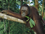 Orangutan (Pongo Pygmaeus) Adult Sitting in Tree  Borneo
